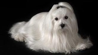 maltese-with-snow-white-coat